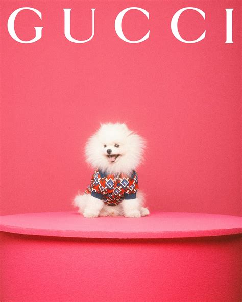 gucci girl pup instagram|Gucci for pets lands with adorable portraits from Max .